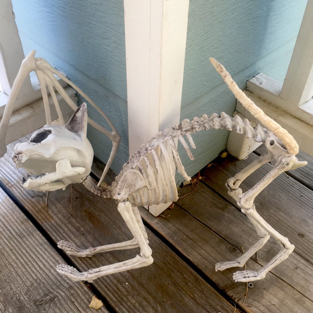 Set of Bat and Cat Skeletons